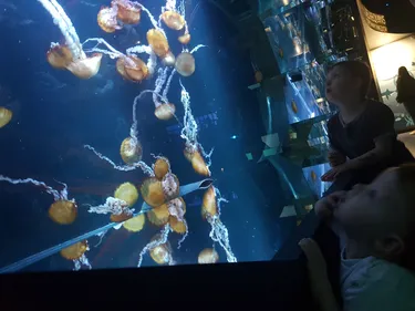 L'entrée à Nausicaà à seulement 8 euros pour les habitants du...