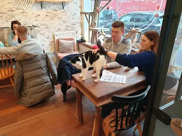 Les chats sont déjà chez eux dans l’Antre Chats