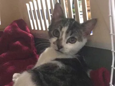 La SPA lance un appel au calme dans l’affaire du chaton martyrisé à...