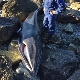 Le rorqual devrait être évacué demain par des spécialistes