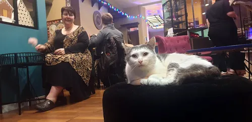 Le bar à chats de la rue Faidherbe a déjà permis 5 adoptions depuis...
