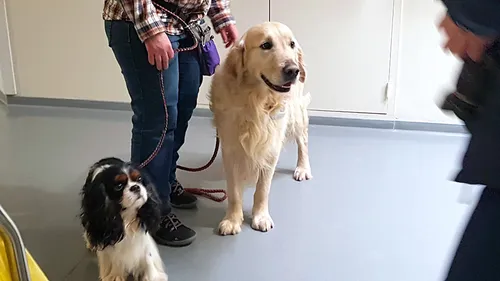 Des visiteurs à quatre pattes pour aider les patients à s’évader à...