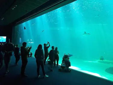 Fréquentation, requins, nouveautés : le directeur de Nausicaá fait...