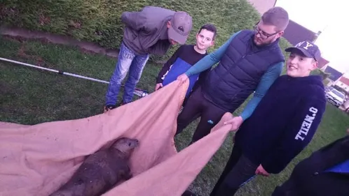 Le phoque perdu dans les wateringues sauvé par 2 enfants