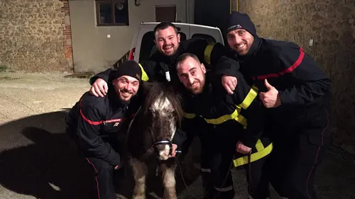 Deux chèvres et un poney en divagation sur la plage