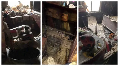 La SPA récupère 34 animaux "dans une insalubrité ahurissante"