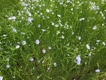 La Région et la CCHF lancent le Pôle d’Excellence Régional du Lin