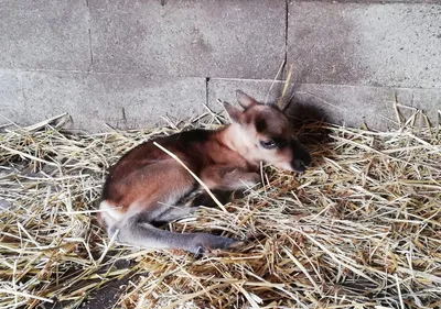 Le zoo de Fort-Mardyck annonce la naissance d'un bébé renne