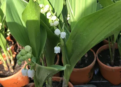 Ce samedi a marqué le retour de la star du 1er mai : le muguet