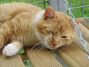 Un héritage inattendu pour la SPA