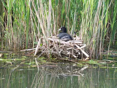 Les amphibiens ont été les grands gagnants du confinement