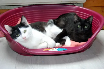 L’école du chat a besoin d’aide