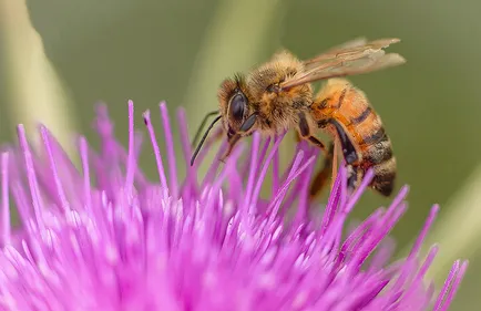 Les abeilles se portent très bien ce printemps
