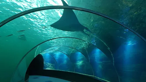 Nausicaá rouvrira ses portes ce jeudi