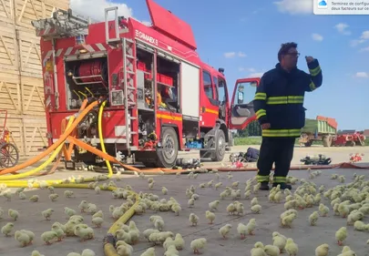 32 000 poussins ont péri dans un incendie à Merville