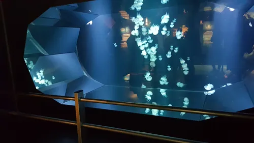 Expérience immersive à Nausicaa