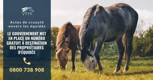 Cheval blessé à Noordpeene, une enquête est lancée