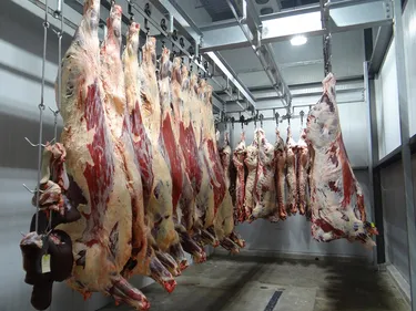 Zegerscappel : Une étude est lancée pour un abattoir multi-espèces