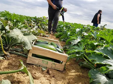A Tilques, un glanage solidaire pour les Restos du Coeur