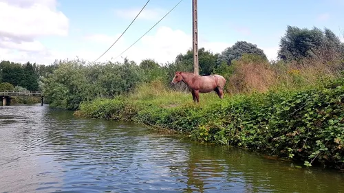 La qualité de l’eau du marais n’est pas très bonne… et il faut que...