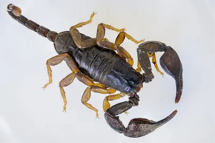 Zudausques : un scorpion retrouvé vivant à l’école primaire