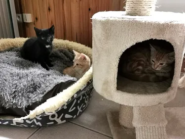 De nombreux chats et chiens attendent leur future famille à la SPA...