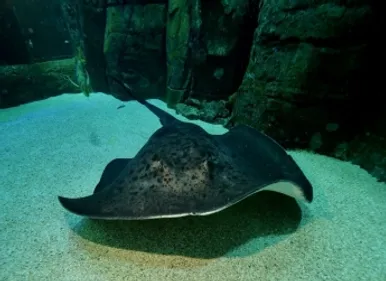 Bravo et Delta ont fait leur apparition à Nausicaà