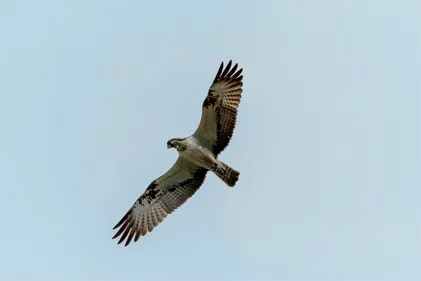 La Ligue de protection des Oiseaux dénonce un braconnage
