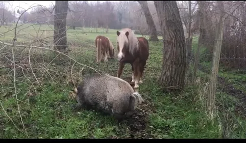 Le "mystère" du cochon de la dune Fossile levé