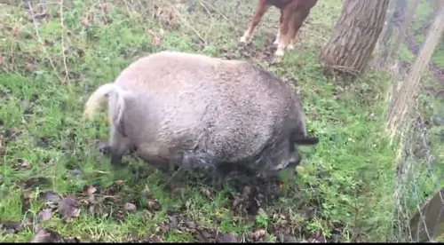 Mais d'où vient le cochon mystère de la dune Fossile?