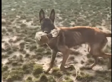 Kaïna, la chienne retrouvée affamée, est tirée d'affaire
