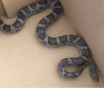 Un serpent dans... un lave-linge