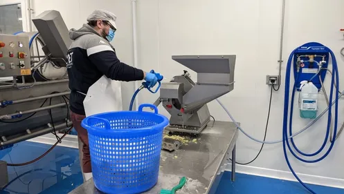 A la légumerie, on lave et on prépare les légumes pour la...