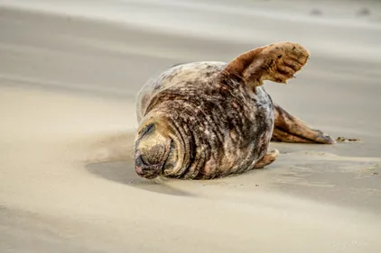 Le phoque Pépère agressé par un chien sous les yeux de son maître