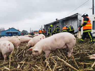 Un camion se couche, à Wulverdinghe, avec 99 cochons à son bord