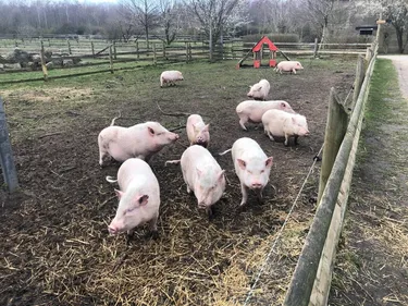Dix nouvelles pensionnaires à la ferme Vernaelde
