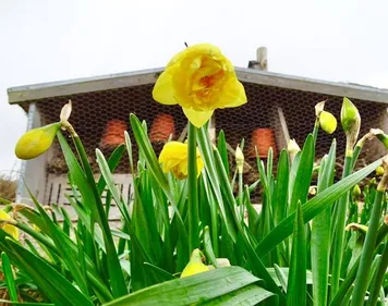 Les jonquilles et les kilomètres du cœur cartonnent ce week-end