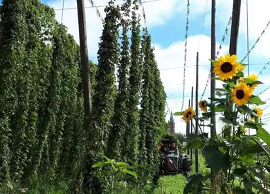 Le salon de l’Agriculture de Delta FM : le houblon ne perd pas le Nord