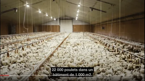 L'association L214 s'oppose au projet d'extension d'élevage de...