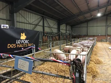Le porc local retrouve la forme