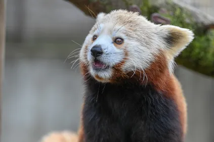 Réouverture du Zoo de Fort-Mardyck, les animaux aussi impatients...
