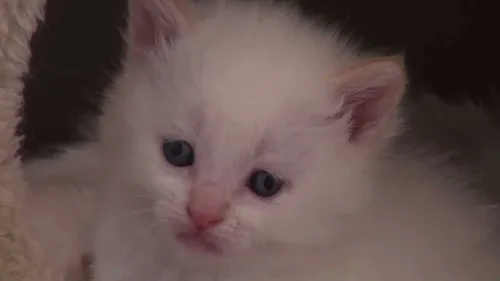 les chats de l'espoir de Watten