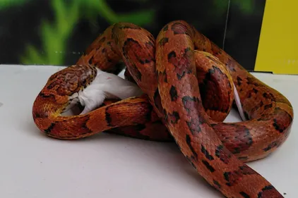 Une couleuvre américaine capturée à Saint-Omer