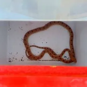 Un serpent retrouvé dans une habitation de la rue des Pipots