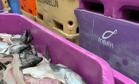 Copalis : une entreprise de Capécure leader sur son marché