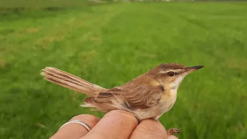Un oiseau rare observé dans le marais : la Rousserole Isabelle