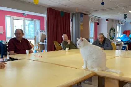 Neige, le nouveau chat de la résidence Jean-François Souquet