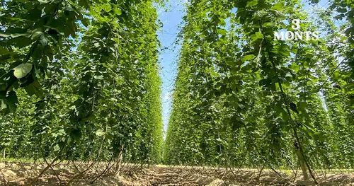 La Brasserie 3 Monts s’engage pour le houblon local en éditant un...