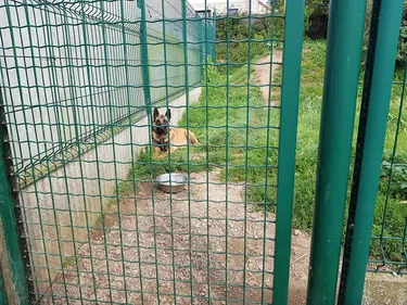 Davantage d’abandons d’animaux cet été à cause… de la Covid-19