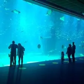 Il faudra patienter avant de retourner à Nausicaa